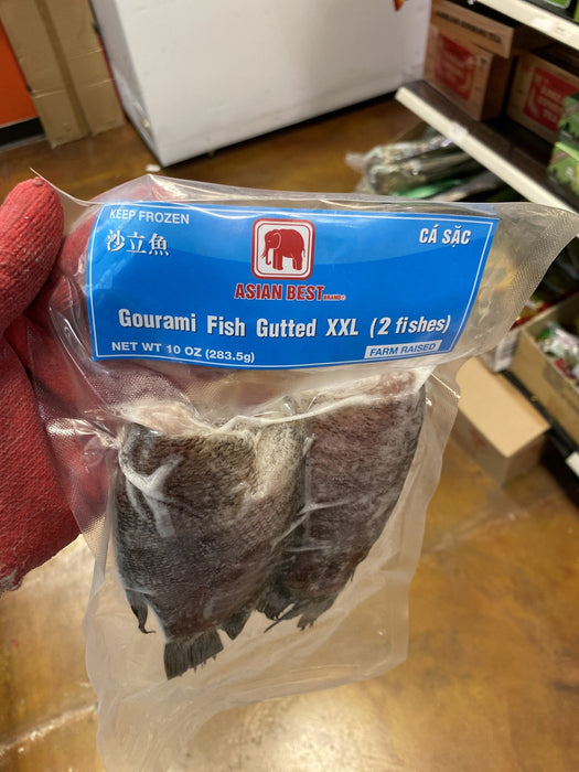 Asian Best Gourami Fish XXL - Eastside Asian Market