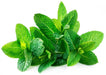 Vegetable Mint, per pk - Eastside Asian Market